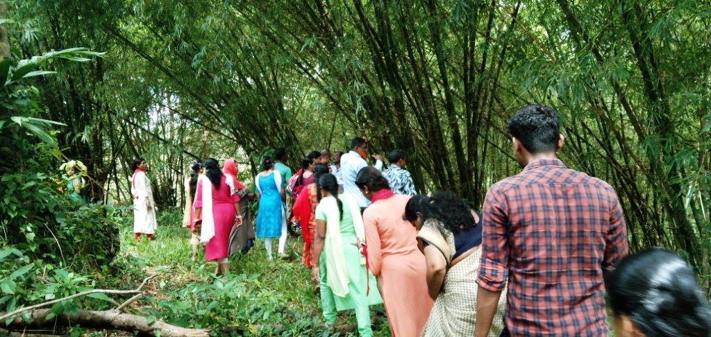 Visiting to natural bamboo forest